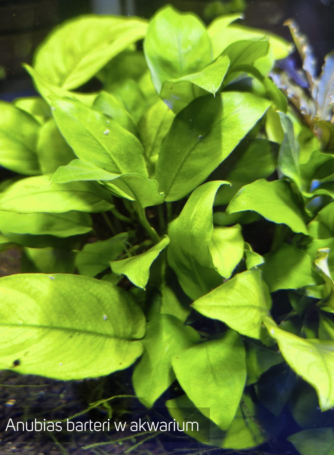 Anubias barteri w akwarium